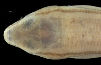 Media type: image;   Herpetology R-7261